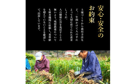 黄金しょうが 2kg 【高知県産】【しょうが】