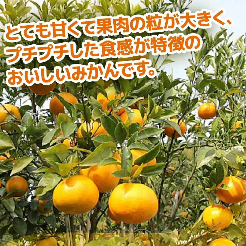 【先行予約】津久見 みかん はるみ 5kg | みかん 津久見市