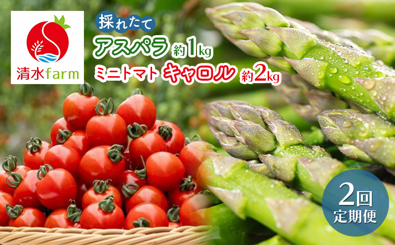 【2026年発送】●2回定期便● 富良野産 採れたて直送! 「アスパラ 約1kg・ミニトマト キャロル10 約2kg」 (清水farm) アスパラ アスパラガス トマト ミニトマト とまと 野菜 新鮮 季節限定 北海道 富良野 ふらの