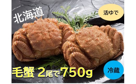活ゆで毛蟹 2尾で750g【冷蔵】毛ガニ 蟹 北海道かに 北海道カニ 国産カニ かに 毛蟹 けがに