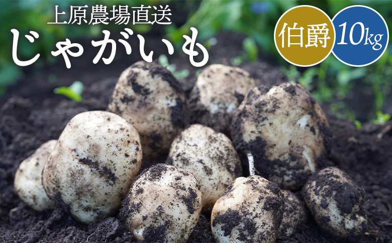 じゃがいも 伯爵 10kg いも おいも 芋 イモ ジャガイモ ポテト はくしゃく オンライン 申請 ふるさと納税 北海道 中標津 野菜 根菜 産地直送 新鮮 採れたて 粉ふきいも じゃがバター フライドポテト 10キロ【66003】