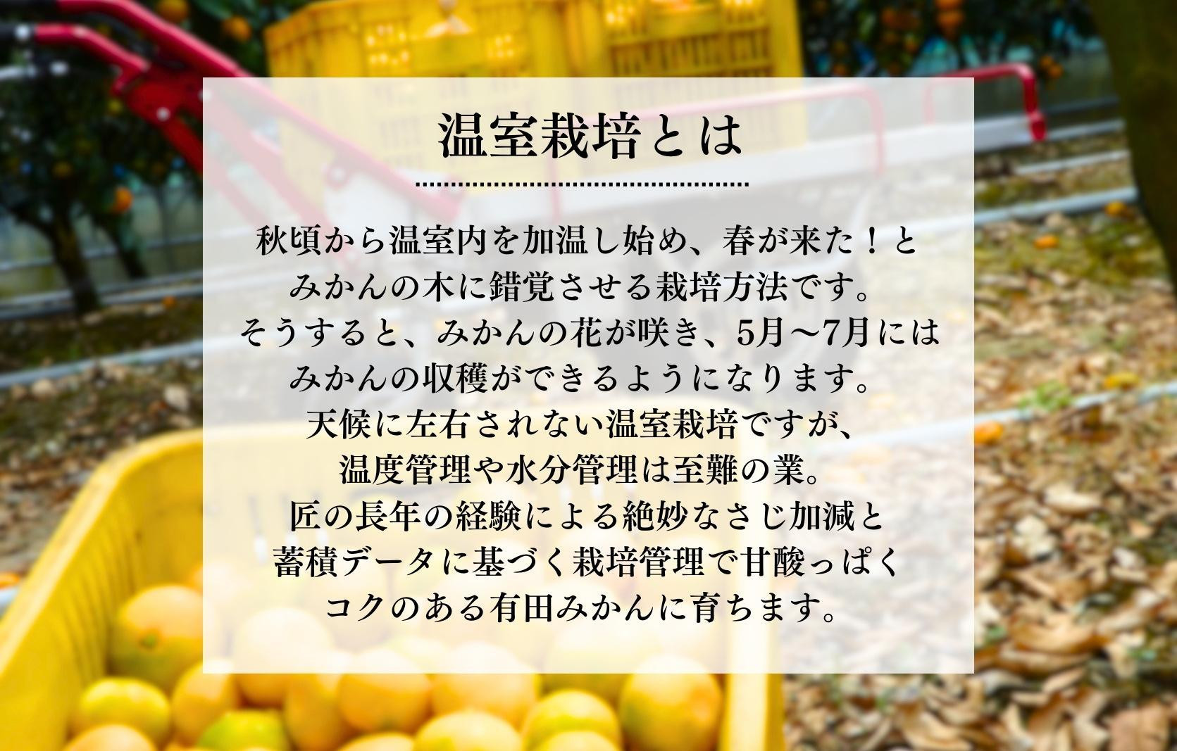 【母の日ギフト】ハウスみかん 温室栽培 夏の有田みかん 2kg 秀品 L M Sサイズのいずれか 和歌山県産 産地直送 【みかんの会】