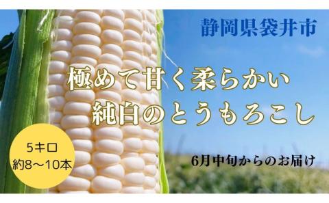 【先行予約】極めて甘い白いとうもろこし ロイシーコーン 6月中旬より発送 おすすめ コーン トウモロコシ 採れたて 新鮮 健康 ヘルシー 人気 厳選 袋井市