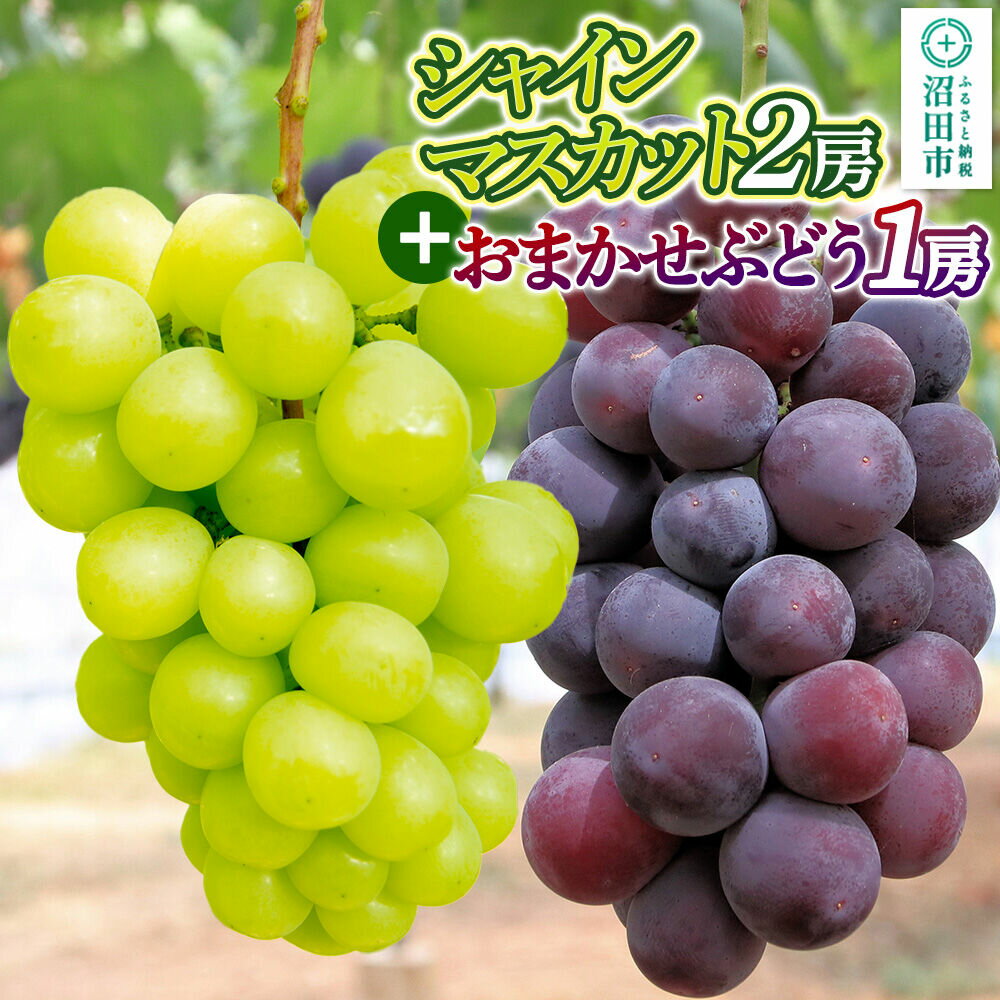 【ふるさと納税】【9月中旬から10月末に発送】 シャインマスカット 2房 と おまかせぶどう 1房 セット （計約1.3kg〜2kg） 詰め合わせ 永井農園 [葡萄 ぶどう ブドウ シャインマスカット 巨峰 ピオーネ 黄玉 おししい 家庭用 贈答用]