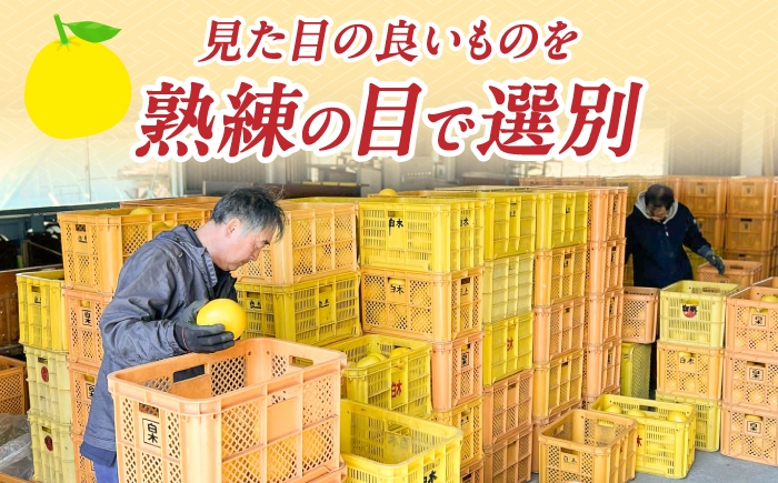 文旦 ぶんたん 土佐 柑橘 高知県産 フルーツ お取り寄せ 贈答 先行予約
