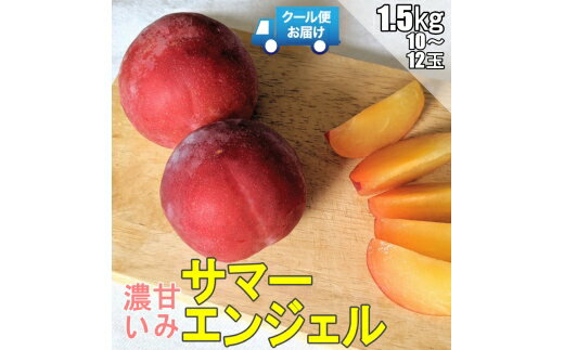 【ふるさと納税】 ＜2026年発送先行予約＞クール便 収穫当日に発送 プラム【サマーエンジェル】1.5kg（10～12玉） ALPDG001