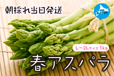 【2025年春発送】北海道上ノ国町産 わかさ農園の朝採れ当日発送 春アスパラ　L～2L（1㎏）　グリーンアスパラ　とれたて　朝採り　産地直送　ハウス栽培　甘い　みずみずしい　期間限定　先行予約