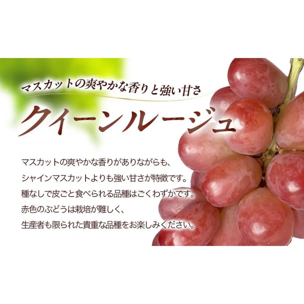 長野市産 クイーンルージュ＆シャインマスカット 1kg【2026年9月中旬以降出荷分】 | シャインマスカット 食べ比べ