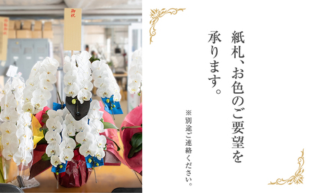 胡蝶蘭 大輪 5本立 選べる花色 胡蝶蘭