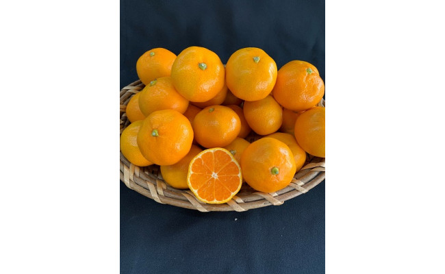 【数量限定】【赤秀特選品】有田みかん　約5kg（Lもしくは2Lサイズ）※サイズ指定不可 	CC06_イメージ2