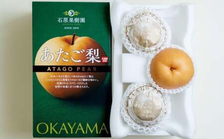 あたご梨 3～5玉 合計約3kg 化粧箱 梨 ナシ なし 愛宕梨 あたごなし ジャンボ梨 【2025年11月下旬～12月下旬発送予定】