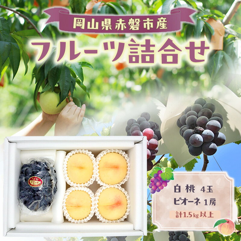 【ふるさと納税】桃 ぶどう 2026年 数量限定 岡山 白桃 4玉 ピオーネ 1房 計1.5kg以上 詰合せ　お届け：2026年8月上旬～2026年9月下旬