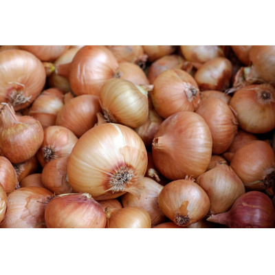 
                  坂口農産　玉ねぎ　20kg【1629672】
                