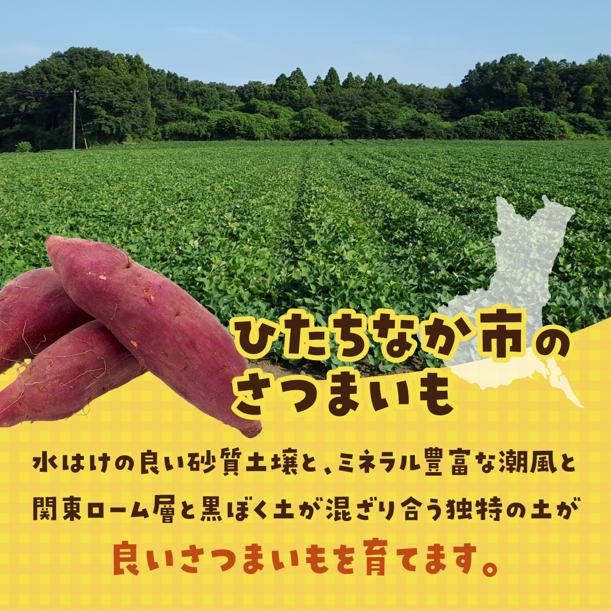 【訳あり】土付きさつまいも シルクスイート (無選別) 10kg | 新物 シルクスイート しるくすいーと