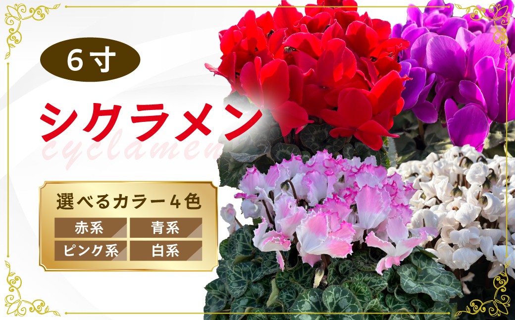 
                  シクラメン 6寸 選べる色 カラー ホワイト ピンク レッド ブルー マーブルピンク ミックス | 花 シクラメン 大内園芸 植物 観葉植物 鑑賞用 緑 自然 インテリア リビング 室内 幸せ 丈夫 プレゼント お祝い 引っ越し祝い 新築祝い ハッピー グリーンギフト 冬 茨城県 常陸太田市
                