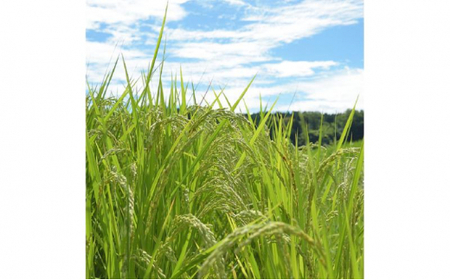 富山県産コシヒカリ 5kg×2袋(計10kg) 高岡市 米 精米