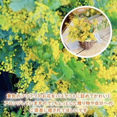 ふるさと納税 水戸市 【3月上旬より発送・数量限定】ミモザのバスケットアレンジ(限定品) |  | 02