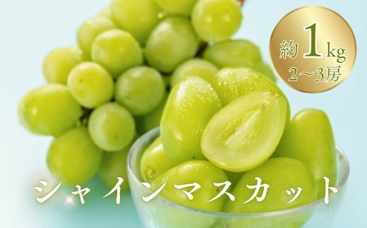 【2026年先行予約】シャインマスカット 約1kg（2~3房）900g以上 | 葡萄 グレープ 果物 フルーツ シャインマスカット 1kg 信州ぶどう 信州葡萄 産地直送 種無し 皮ごと食べれる 白ぶどう マスカット 信州 長野 千曲市