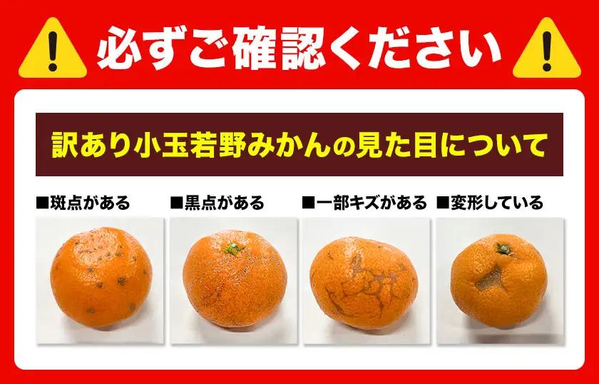訳あり 小玉若野みかん (2S-3Sサイズ)  約5kg マルエイ農園 みかん