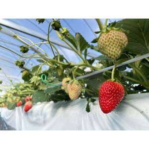 【産直】完熟よつぼし『四重奏』 愛知県みよし市 4パック(約1kg)【配送不可地域:離島・北海道・沖縄県】【1369815】