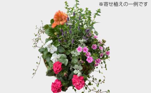 カーデニングコンシェルジュが育てた季節の花 寄せ植え[高島屋選定品］京都・南丹市八木町　021N345