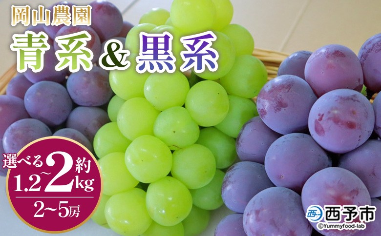 
                  ＜青系＆黒系ぶどうセット＞ 果物 くだもの フルーツ 大粒 大きい 葡萄 ブドウ 果肉 果実 青果 濃厚 甘み 甘い 食べ比べ 贈り物 贈答 ギフト 岡山農園 愛媛県 西予市【冷蔵】
                