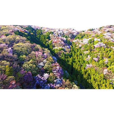 ふるさと納税 那珂市 山桜はちみつと春の田舎はちみつの3種ギフトセット【R3山桜】【茨城県共通返礼品/五霞町】 |  | 02