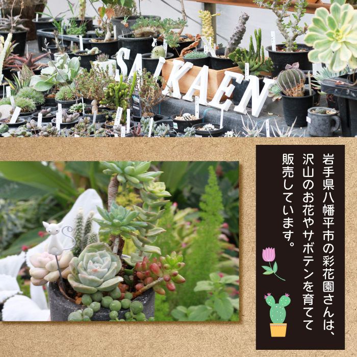 サボテン＆多肉植物の寄せ植え【黒ポット】 ／ インテリア 植物 ギフト おしゃれ 彩花園