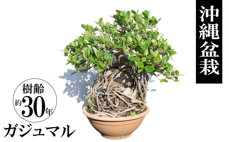 
沖縄盆栽　ガジュマル　樹齢約30年　一点物
