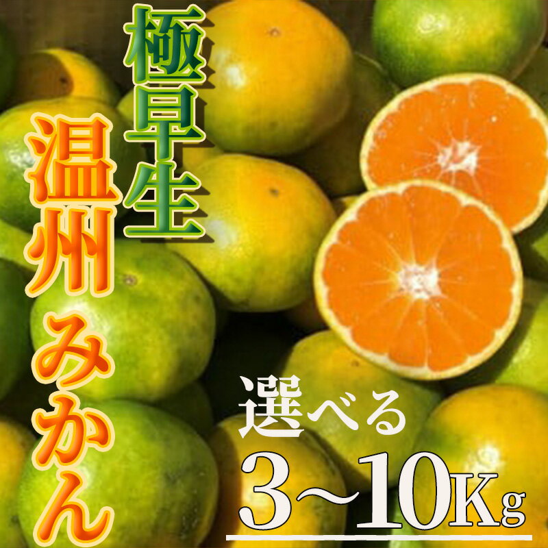 【ふるさと納税】予約受付 湯の花 極早生温州みかん 3Kg 5Kg 10Kg 早生 極早生 柑橘 ミカン みかん フルーツ 甘い ジューシー 伊豆 静岡 南伊豆 在庫限り 2025年9月下旬頃～配送 道の駅 直売所