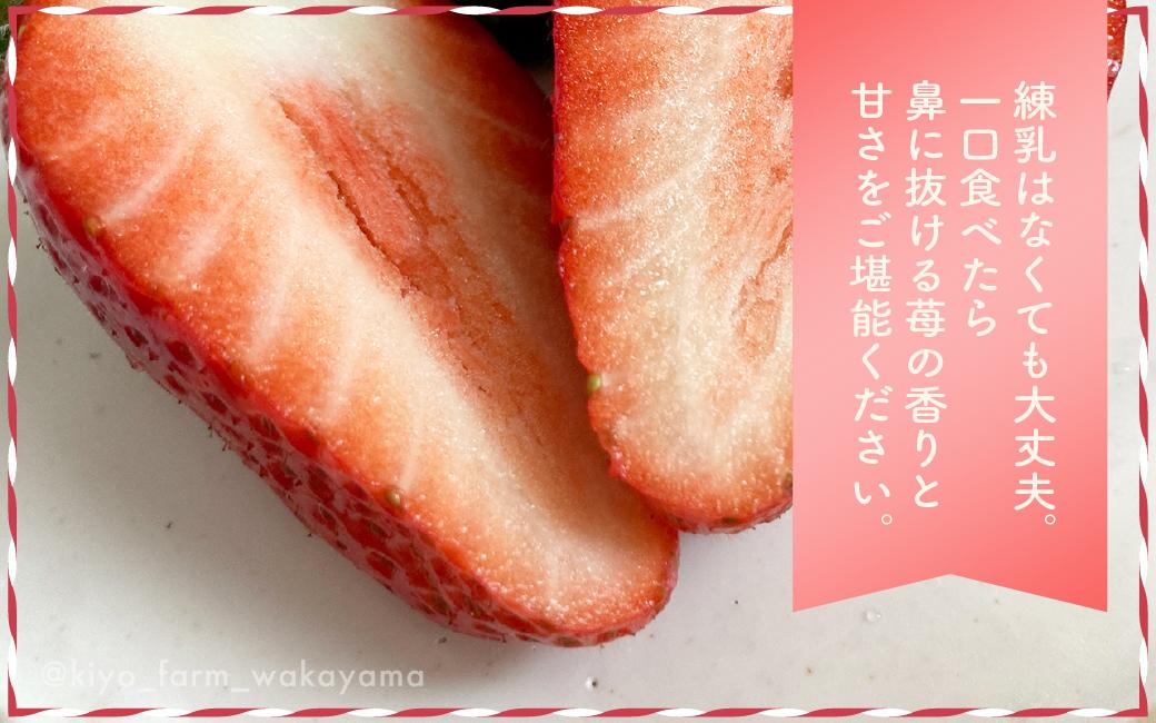 特大まりひめイチゴ 朝摘 6個～11個入×2パック［2026年1月中旬頃より発送］［先行予約］［KT3］