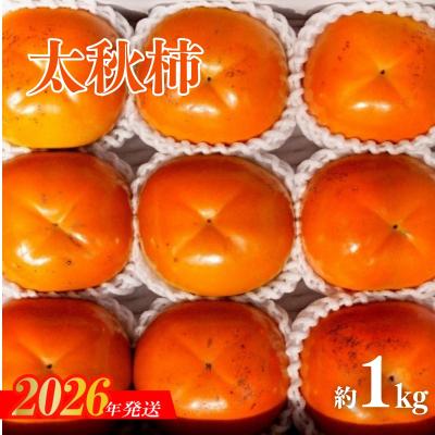ふるさと納税 福島市  太秋柿　約1kg【2026年発送　先行受付】No.3009