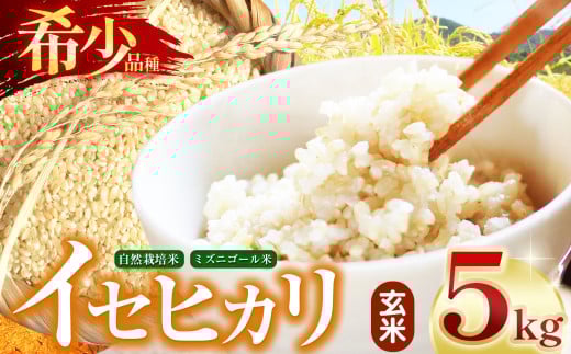 【令和7年産】自然栽培 イセヒカリ 5kg 玄米 長野県産 | 米 イセヒカリ 希少 自然栽培 白米 玄米 コメ お米 おこめ 信州米 5kg 肥料不使用 天日干し 塩尻市 長野県 信州
