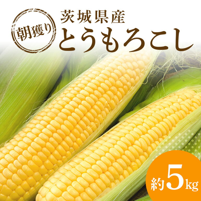 【ふるさと納税】【受付は6/25まで】 朝穫りとうもろこし 約5kg トウモロコシ 朝どれ 朝採れ 朝採り 野菜 17-N　【6月下旬〜7月中旬発送予定】