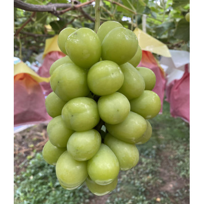 
                  長野県中野市産のぶどう　2種食べ比べセット　計1kg(2～3房)【1609757】
                