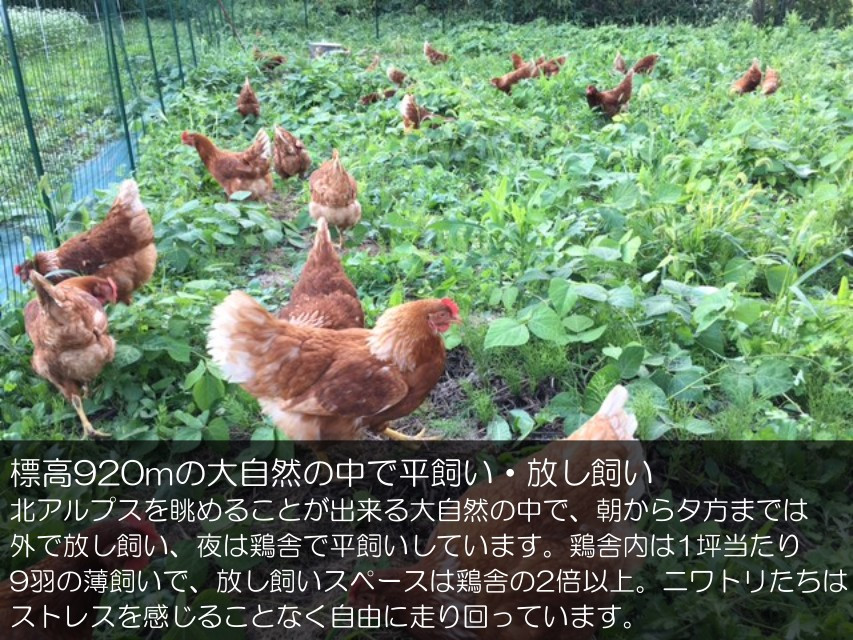 信州小川村　有機飼料を食べて育った、栄養たっぷりの朝採れ卵を当日出荷