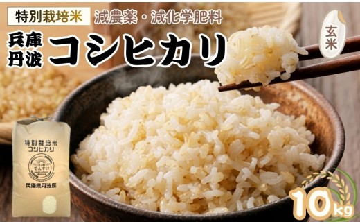 特別栽培米　丹波コシヒカリ　玄米10㎏ 減農薬 こしひかり 米 こめ コメ お米