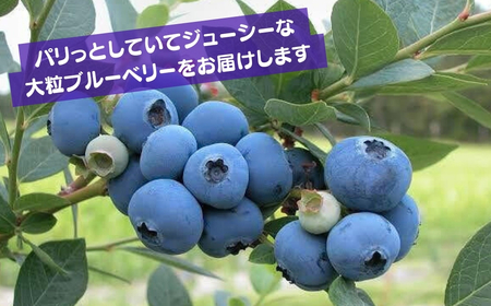 ブルーベリー 国産大粒 食べ比べ 4パック (125g✕4) | ブルーベリー ブルーベリー ブルーベリー ブルーベリー ブルーベリー ブルーベリー ブルーベリー