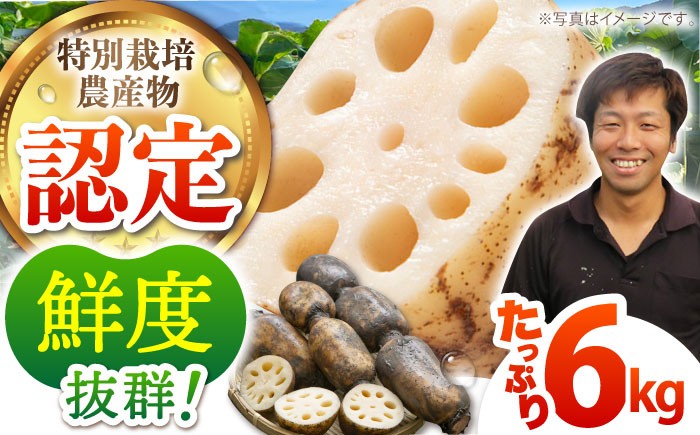 
                  【特別栽培農産物 認定】＜地元 江北町産＞ 泥付き 蓮根 6kg ( 3kg×2 ) 【百武青果】 [HAE002]
                