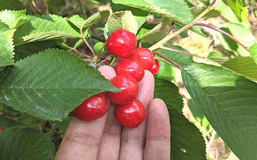 さくらんぼ <佐藤幸男農園> 佐藤錦 ML混合 1kg バラ詰 F7X-02