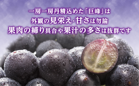 種なし 巨峰 1.4kg（350g×4パック）【ＪＡふくおか八女】｜7月上旬～8月上旬発送予定 002-006