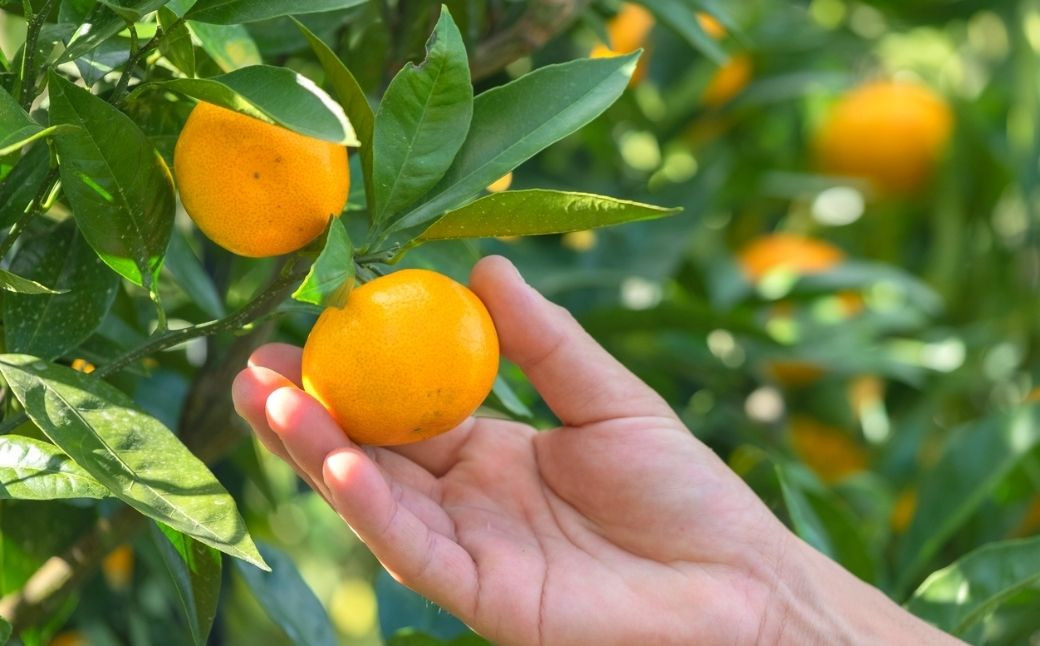 甘みたっぷり！房皮も薄くて食べやすい大崎上島の完熟みかん