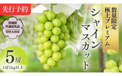 【 先行予約 】 極上プレミアム シャインマスカット1房1kg以上 数量限定 5房入り【 茨城県共通返礼品 ／ 常陸太田市 】  桧山果樹園 農家直送 桧山果樹園 農家直送 フルーツ  甘い 直送 茨城 限定 ギフト ぶどう シャインマスカット 旬 贈答 果物 [DU018sa]