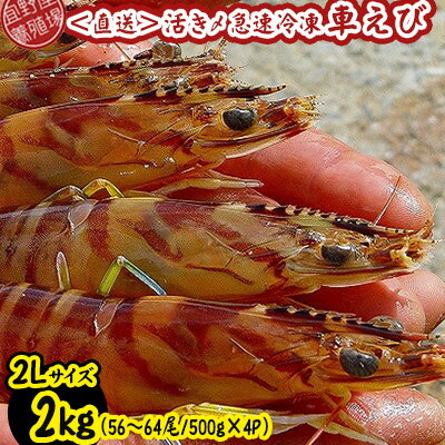 【ふるさと納税】【養殖場から直送】活き〆急速冷凍車えび　2Lサイズ　約2kg（56～64尾/500g×4P） 車海老 海鮮 魚介類 海産物 シーフード お取り寄せ 美味 料理 クルマエビ くるまえび 塩焼き フライ 天丼 ムース フリット 蝦 ゆで 送料無料 沖縄県産 たまや