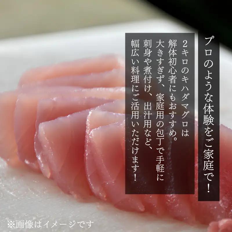 キハダマグロ 1尾 下処理済み 和歌山県すさみ町産 / マグロ 丸ごと 魚 捌く 鮪 海鮮丼 寿司 手巻き寿司 漬け丼 海鮮 海の幸 魚介 新鮮 刺身 和歌山 すさみ町 キハダマグロ 大容量 【scp