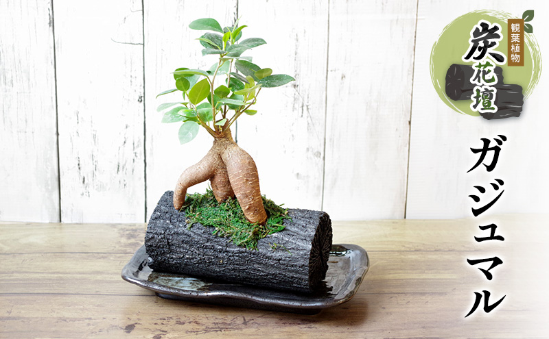 炭花壇 観葉植物（ガジュマル）観葉植物 インテリア おしゃれ プレゼントギフト 贈り物大田区 東京都