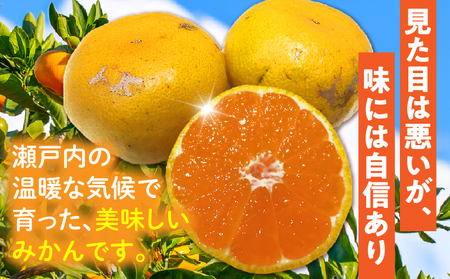 訳あり温州みかん　約5㎏_mk059-028