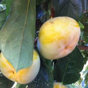 和歌山産 たねなし柿 5kg