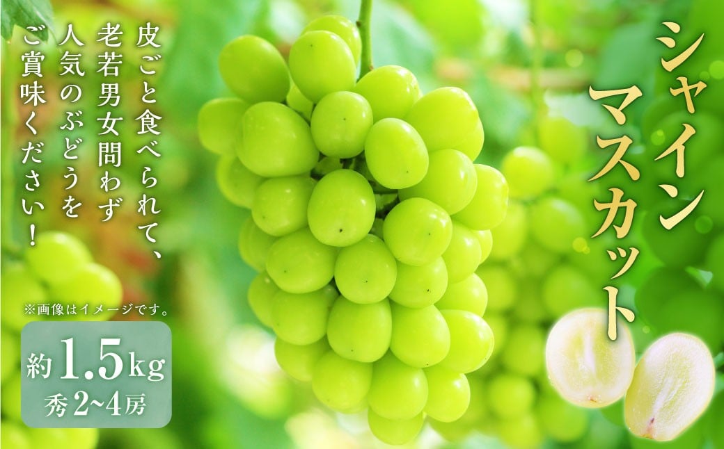 
                  山形おきたま産 シャインマスカット 秀2～4房（約1.5kg） 山形県産 フルーツ 果物 ブドウ ぶどう 葡萄 【2026年9月下旬～10月上旬発送予定】
                