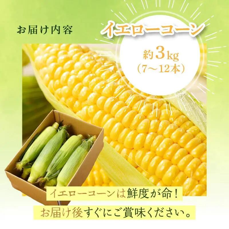 ＼寄附額改定／瀬戸内イエローコーン 約3kg【2026-6月上旬～2026-7月中旬配送】| コーン